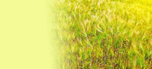 Getreidepflanzen auf dem Feld, sonniger Tag — Stockfoto