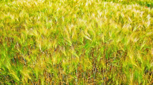 Culturile de cereale într-o zi însorită — Fotografie, imagine de stoc