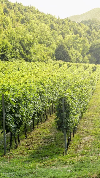 Plantations de raisins du territoire de Krasnodar — Photo