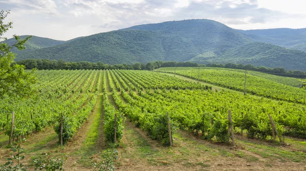 Vignobles des régions viticoles du territoire de Krasnodar — Photo