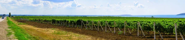 Piantagioni di uva dalla penisola di Taman — Foto Stock