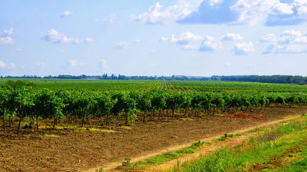 A Taman-félszigeti szőlőültetvények — Stock Fotó