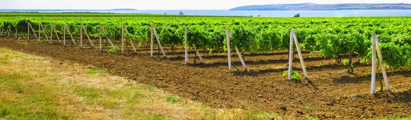 Vignobles des régions du sud de la Russie — Photo