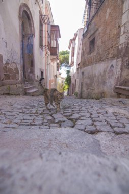 Ayvalık oldcity sokak ve kedi