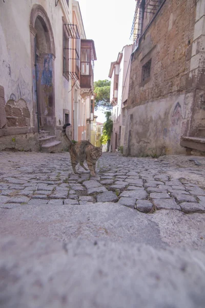 Ayvalık Oldcity Ulicy Kot — Zdjęcie stockowe