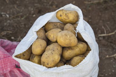 Patates çuval patates alanında bulunan Antalya, Türkiye