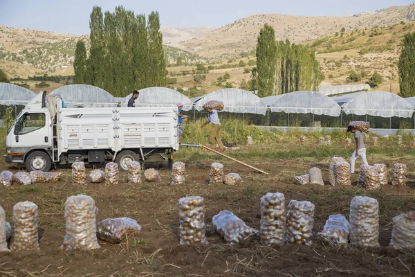 Antalya Turquie Septembre 2017 Les Agriculteurs Travaillent Dans Champ Pommes — Photo