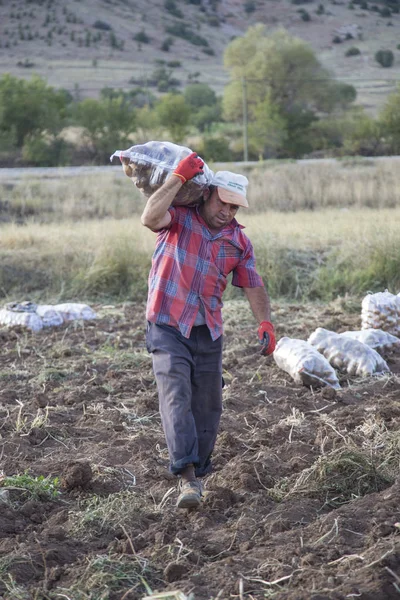 Antalya Turkey September 2017 Farmers Working Potato Field — Stock Photo, Image