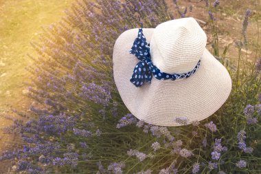 Isparta, Türkiye'de şapka ile aromatik lavanta alan. 