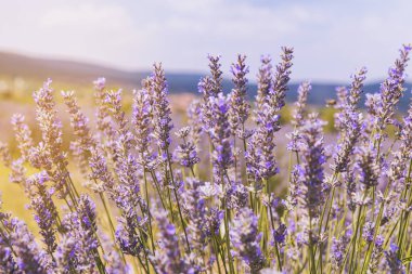 Aromatik lavanta alan, Isparta, Türkiye. 