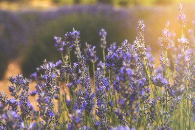 Aromatik lavanta alan, Isparta, Türkiye. 