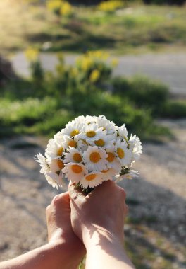 Elinde Daisy buket çiçekler.