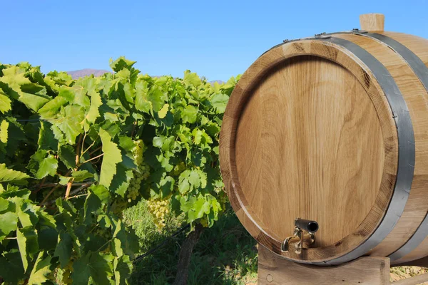 Viñedo Uvas Frescas Con Barril —  Fotos de Stock