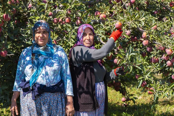 Agricultural Worker Women Picking Apples Tree Antalya Turkey — Stock Photo, Image