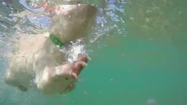 海で泳ごうとしているペットの犬 — ストック動画