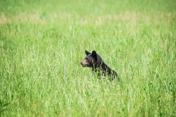 Horizontální Záběr Černého Medvěda Skrývají Trávy Kopií Prostor — Stock fotografie