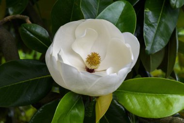 Yakın çekim yatay atış mükemmel bir Manolya Çiçeği.