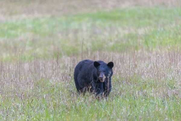 North American Černý Medvěd Stojící Poli Regionu Smoky Mountains Kopie — Stock fotografie