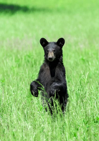 Вертикальный Снимок Североамериканского Черного Медведя Стоящего Зеленом Поле Смотрящего Камеру — стоковое фото