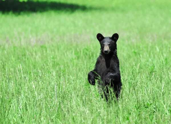 Scatto Orizzontale Orso Nero Nordamericano Piedi Campo Verde Guardando Verso — Foto Stock