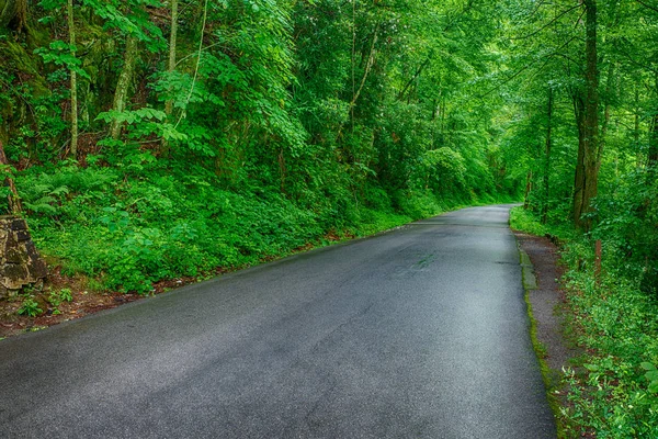 Horizontální Záběr Mokré Smoky Mountain Road Obou Stranách Obklopen Bujnou — Stock fotografie