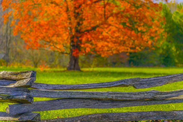 古い木製のフェンスの後ろに緑のフィールドで色鮮やかな秋の紅葉の木の横のショット — ストック写真
