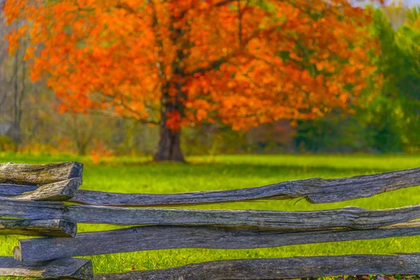 Fotografía Horizontal Árbol Con Hojas Otoño Colores Brillantes Campo Verde —  Fotos de Stock