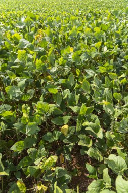 Soya fasulyesi yakınındaki hasat bir alanının yakın çekim dikey atış.
