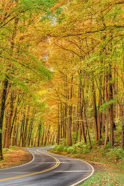 Vertikale Aufnahme Einer Kurvenreichen Straße Die Durch Die Goldene Herbstfolie — Stockfoto