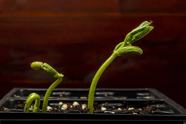 Bean spruiten klaar voor het planten — Stockfoto