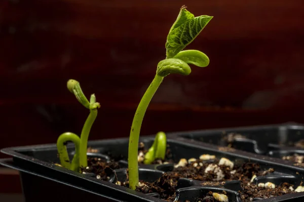 Nuevos brotes de frijol para el jardín — Foto de Stock