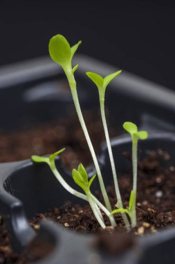 İhale Genç Filiz sığ Dof