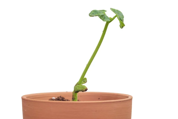 Молодой растительный росток с копировальным пространством — стоковое фото