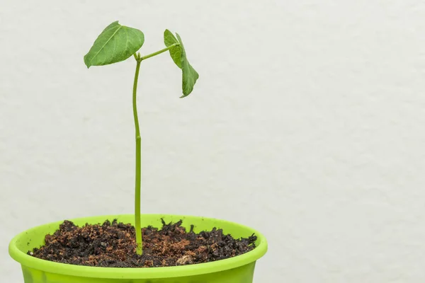 コピースペース付きの若い春の植物 — ストック写真