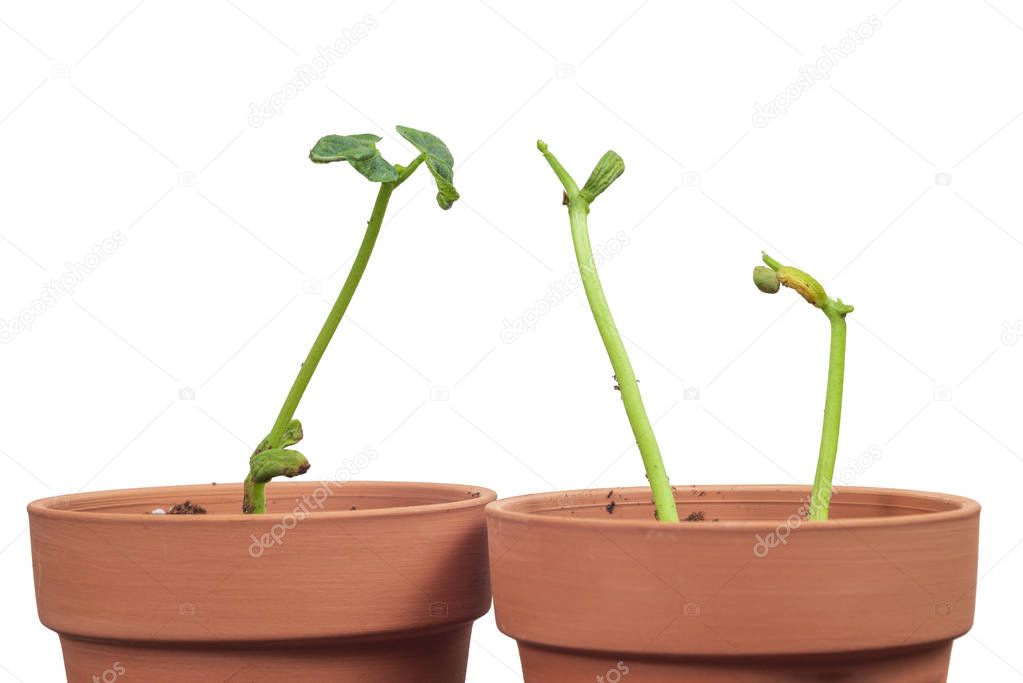 Neighbors Visiting Young Plants Against White Background