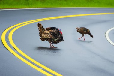Dumanlı Dağ Trafik Cop