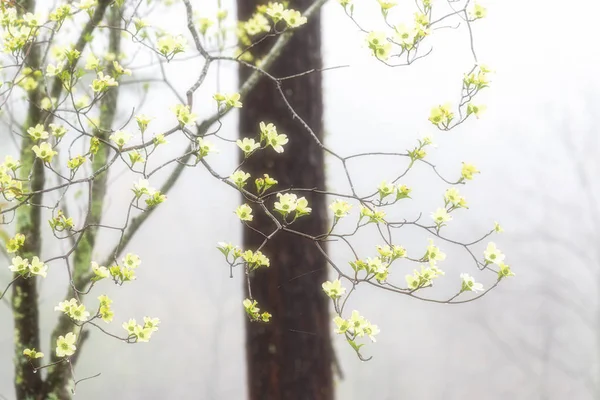 Hartriegel blüht im Frühling im dichten Nebel — Stockfoto