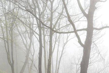 Ağır Sisle Örtülü Bahar Ağaçları