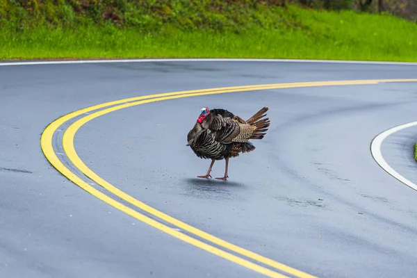 Turquía cruzando Tennessee Road con espacio de copia — Foto de Stock