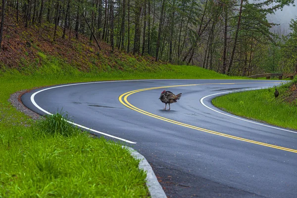 Wild Turkey Crossing Tennessee Mountain Road — Stock fotografie