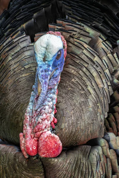 Retrato Vertical Cerca Pavo Salvaje Las Montañas Humeantes — Foto de Stock