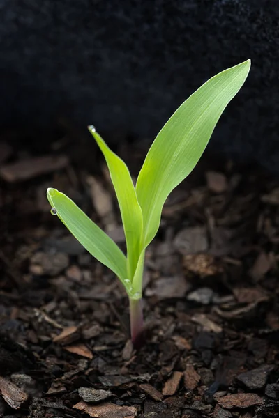非常に若いトウモロコシの芽の垂直クローズアップショット — ストック写真