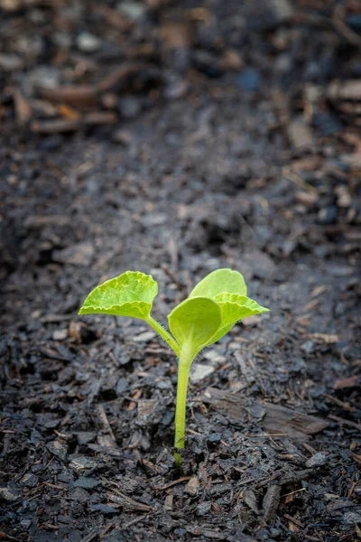 Tiro Vertical Una Joven Planta Melón Jardín — Foto de Stock