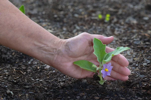 Foto Horizontal Mano Una Jardinera Hembra Que Cuece Brote Berenjena — Foto de Stock