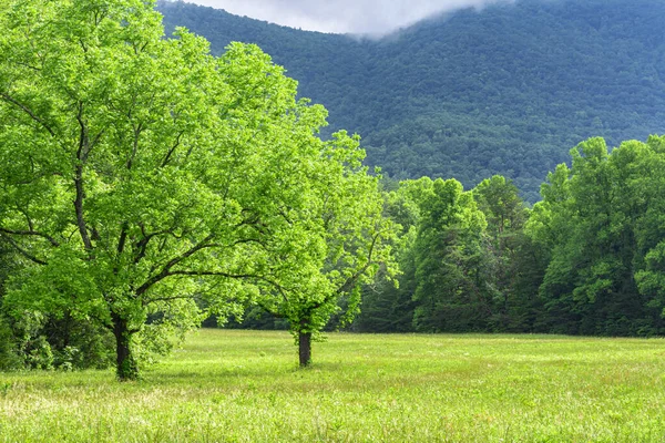 Horizontal Shot Smoky Mountain Meadow Background — Stock Photo, Image