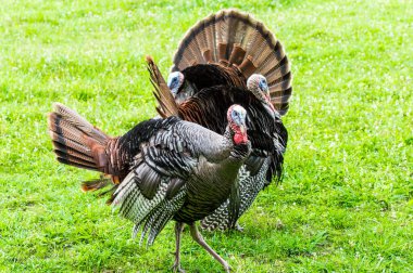 Farklı yönlere bakan üç hindinin yatay görüntüsü. Yeşil çimen arkaplanı.