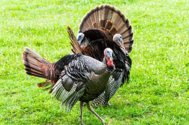 Horizontal shot of three turkeys looking in different directions.  Green grass background. clipart