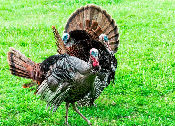 Tiro Horizontal Tres Pavos Mirando Diferentes Direcciones Fondo Hierba Verde — Foto de Stock