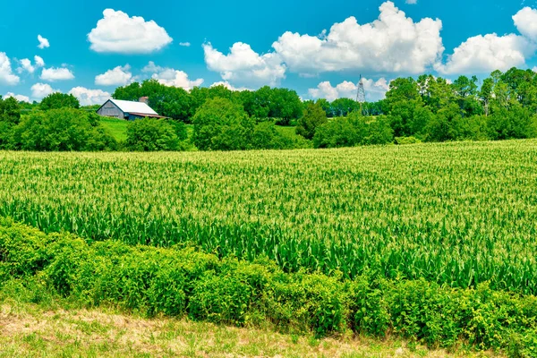 Horisontell Skott East Tennessee Majsfält Sommar — Stockfoto