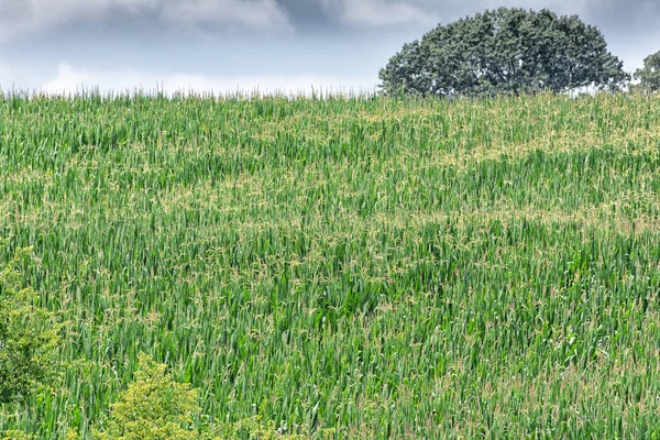 Горизонтальный Кадр Поля Кукурузы Летом — стоковое фото